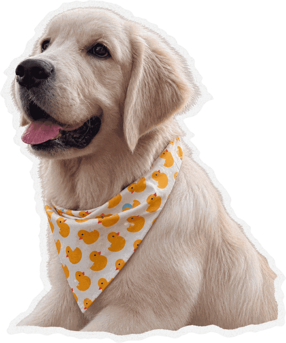 Duke, a golden retriever in a rubber-duck bandana